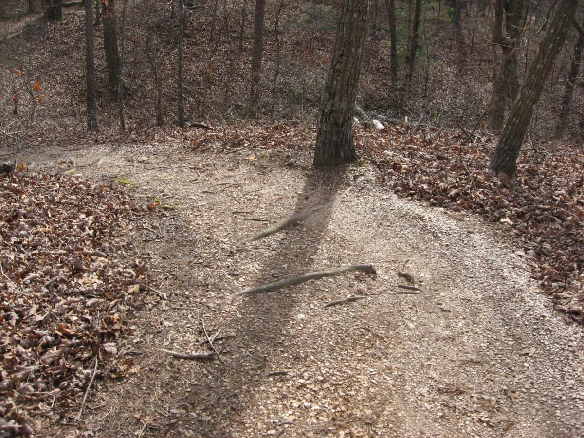 A winding dirt trail covered with leaves and surrounded by trees in a wooded area. The path curves to the right with exposed roots and pebbles along the edges. Chicopee Woods mountain bike trail.