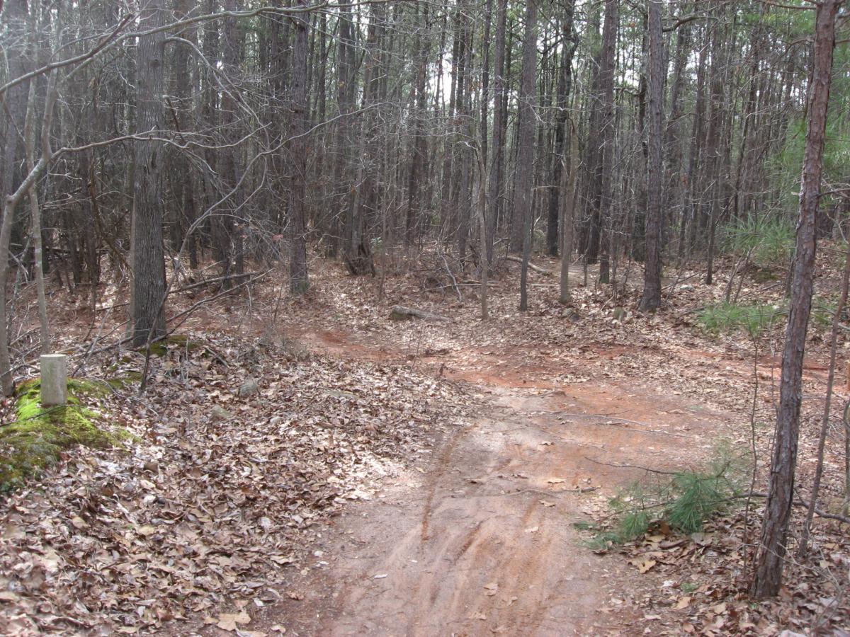 A dirt path winding through a forest with bare trees and scattered fallen leaves. Moss-covered stones are visible along the edge of the trail, which leads into the dense woods. Natural light filters through the tree canopy, creating a serene, untouched atmosphere. Chicopee Woods mountain bike trail.