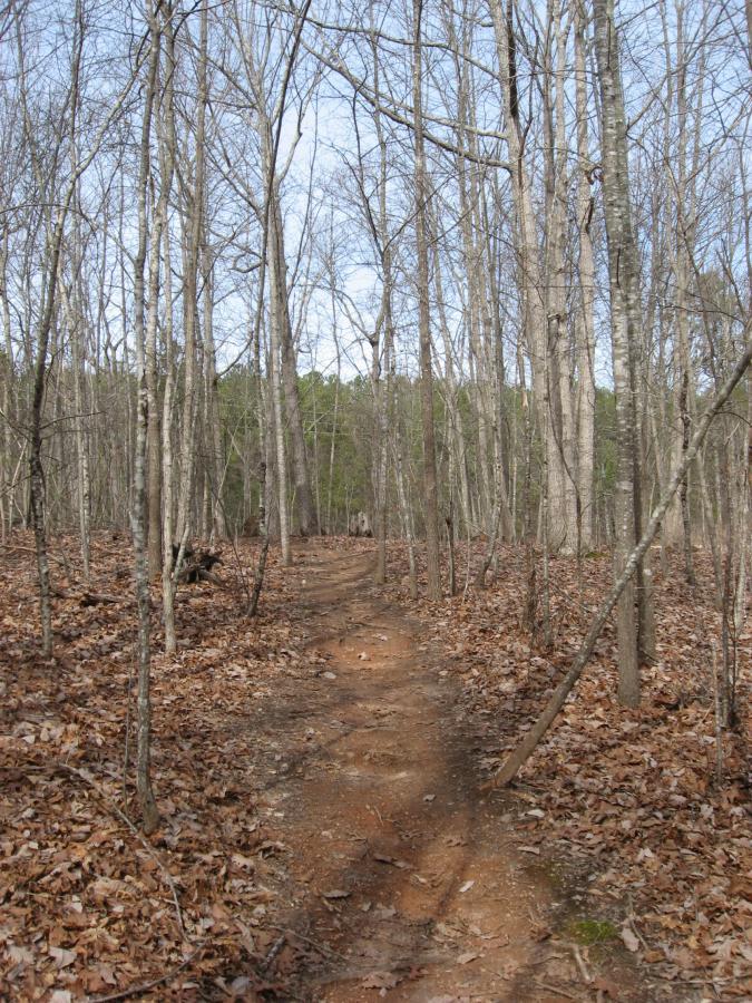 A winding dirt path leads through a bare forest, surrounded by tall, leafless trees and scattered autumn leaves on the ground. The scene is brightened by a clear blue sky in the background. Chicopee Woods mountain bike trail.