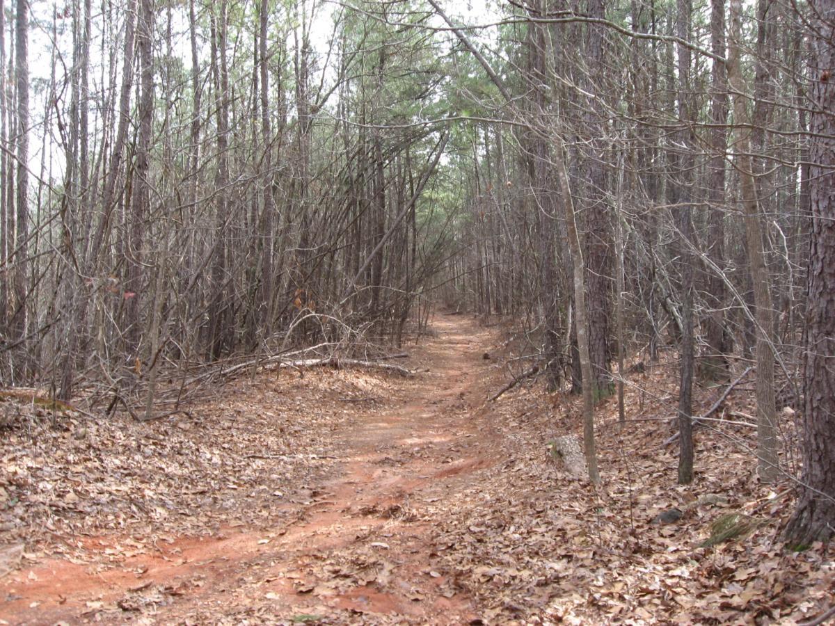 A narrow, winding dirt path winds through a sparse forest with tall, bare trees and scattered leaves on the ground, evoking a serene and natural setting. Chicopee Woods mountain bike trail.