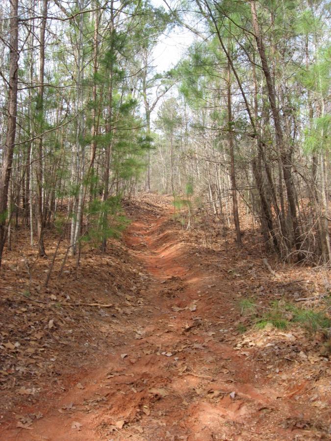A dirt path meanders through a forest, bordered by tall trees with green foliage. The ground is covered in reddish-brown soil and scattered leaves, indicating a natural hiking trail that leads into the distance. Sunlight filters through the trees, creating a serene and inviting atmosphere. Chicopee Woods mountain bike trail.