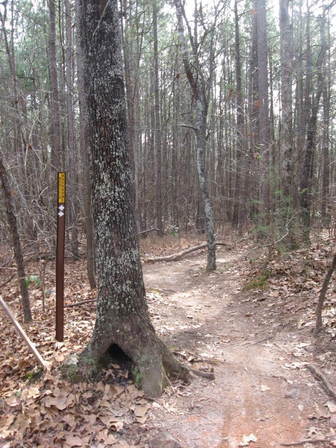 A narrow dirt trail winding through a dense forest with tall trees, featuring a large tree on the left with a hollow at its base. A brown trail marker is visible on the left, indicating the path ahead. The ground is covered with fallen leaves, and the atmosphere is calm and natural. Chicopee Woods mountain bike trail.