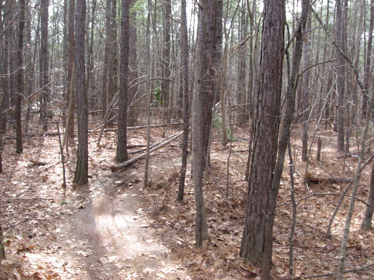 A narrow dirt path winding through a dense forest of tall pine trees, with scattered brown leaves covering the ground. Sunlight filters through the tree canopy, creating dappled light on the trail. Branches and fallen logs are visible along the path, suggesting a natural, untamed environment. Chicopee Woods mountain bike trail.