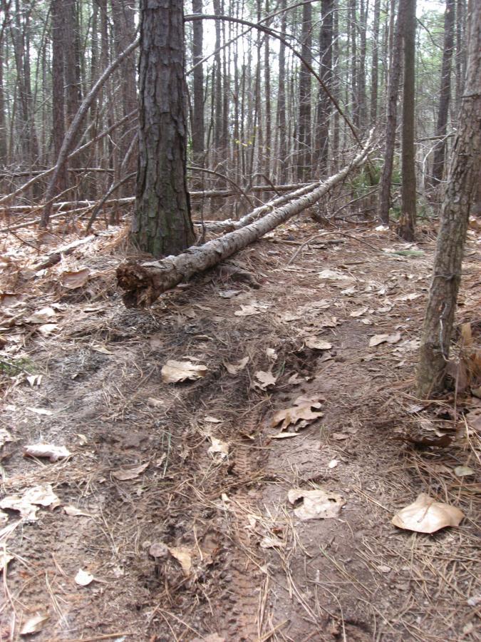 A wooded path covered with fallen leaves, showing a small downed tree and tire tracks in the dirt, surrounded by tall trees and forest undergrowth. Chicopee Woods mountain bike trail.