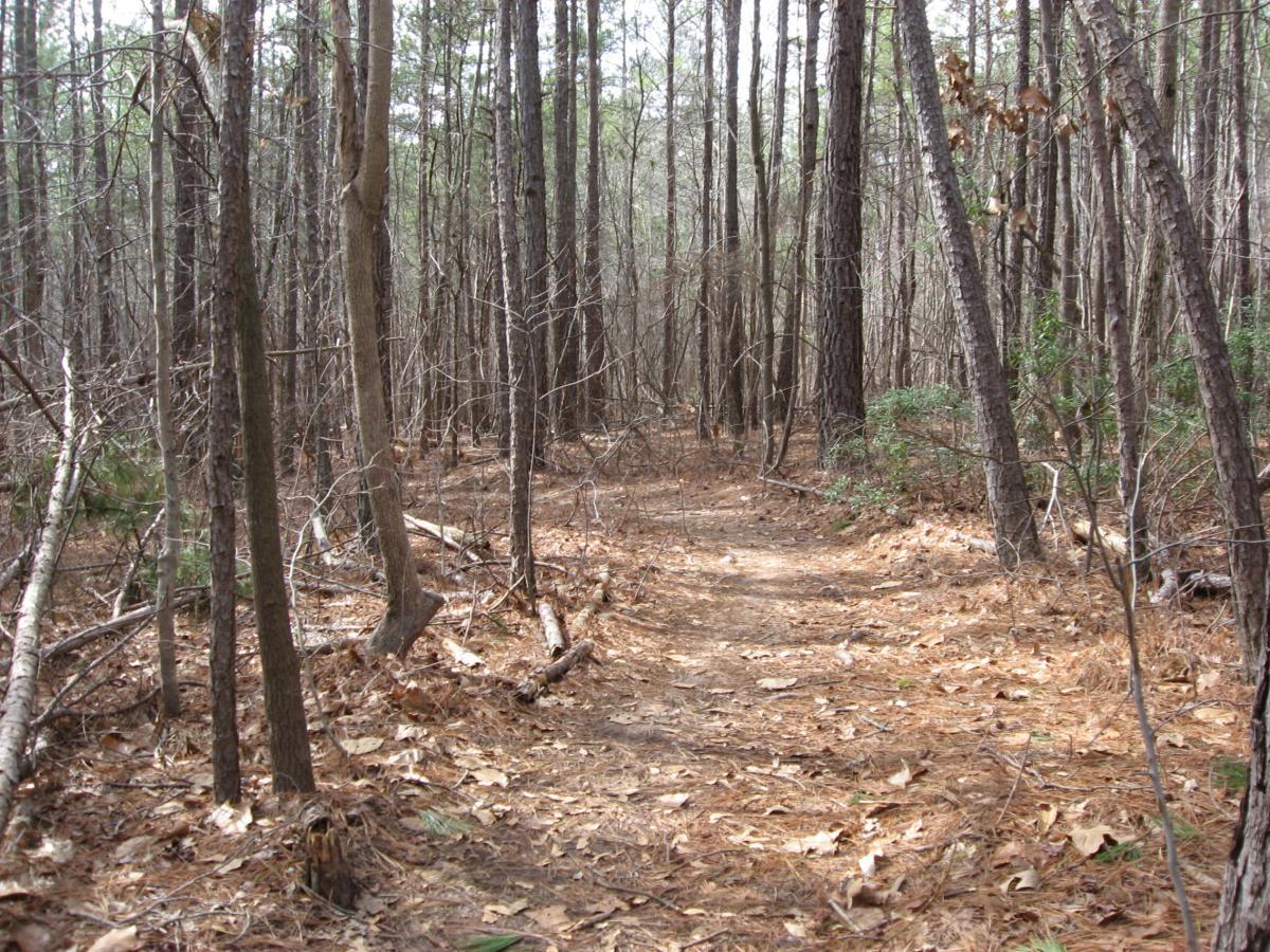 A narrow dirt trail winding through a dense forest featuring tall trees, scattered branches, and patches of fallen leaves. The sunlight filters through the canopy, casting a soft light on the path. Chicopee Woods mountain bike trail.