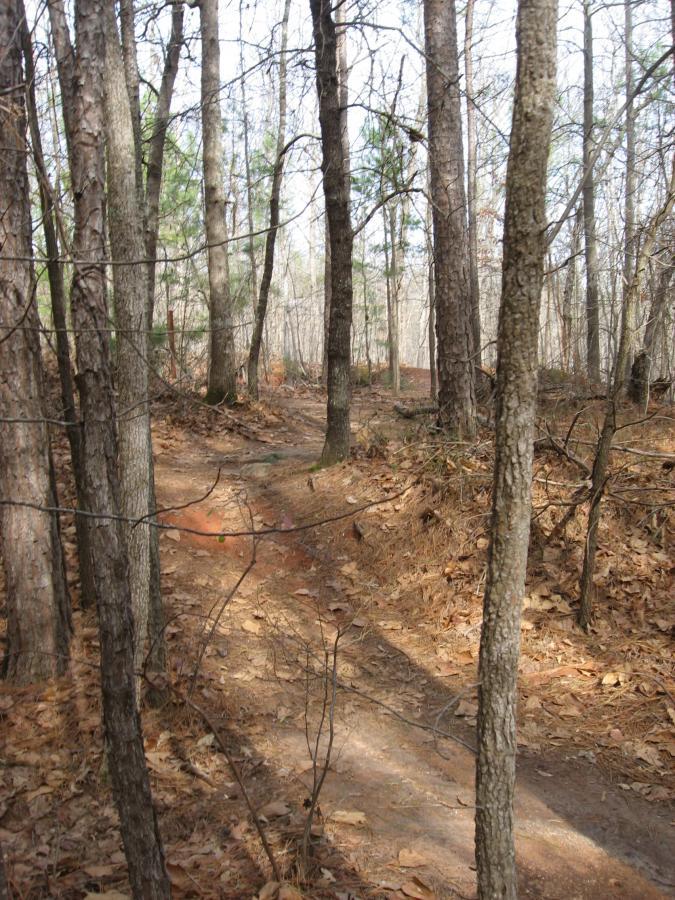 A narrow dirt trail winding through a forest of tall trees, with scattered fallen leaves on the ground and patches of sunlight filtering through the branches. Chicopee Woods mountain bike trail.
