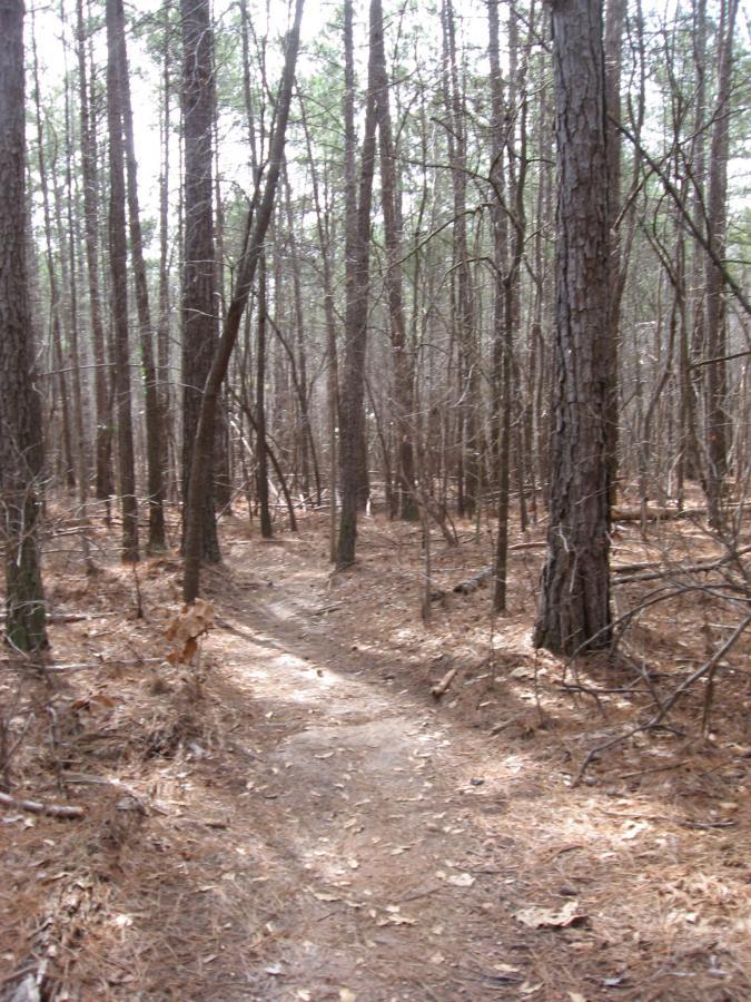 A narrow dirt path winding through a dense forest with tall trees and fallen leaves on the ground. The atmosphere appears calm and natural, with overcast skies visible through the branches. Chicopee Woods mountain bike trail.