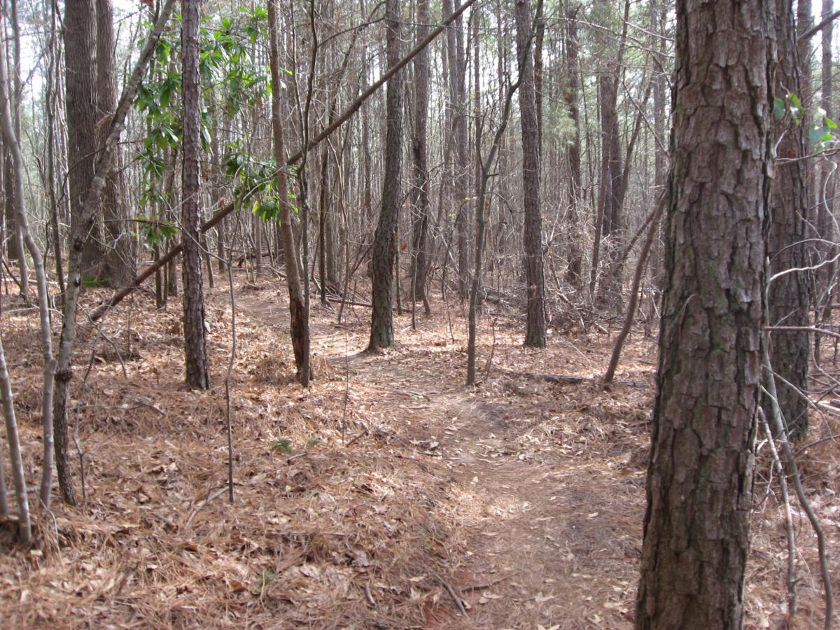A narrow path winding through a forested area, surrounded by tall trees and scattered pine needles on the ground. Sunlight filters through the branches, illuminating the scenery and highlighting patches of green leaves among the bare branches. Chicopee Woods mountain bike trail.
