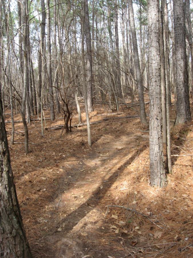 A narrow dirt trail winding through a dense forest of tall pine trees, surrounded by a carpet of brown pine needles and scattered twigs. Sunlight filters through the branches, casting gentle shadows on the path. Chicopee Woods mountain bike trail.