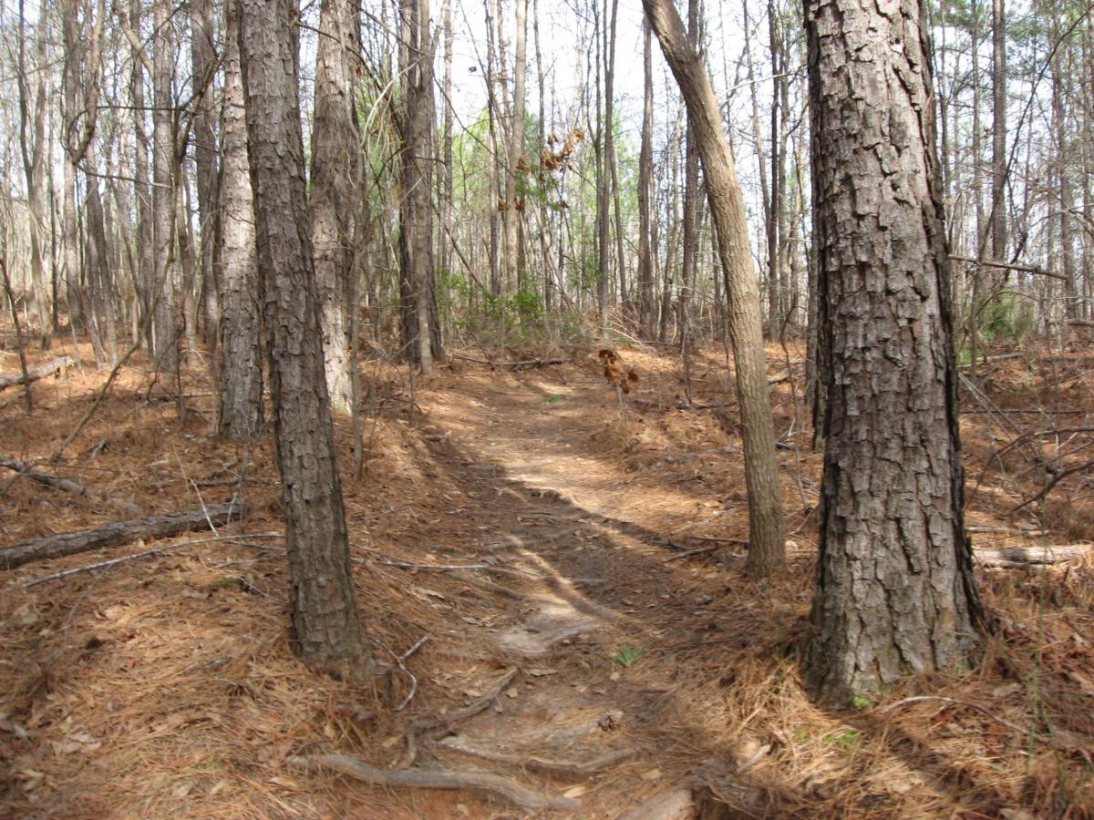 A dirt hiking trail winding through a dense forest, bordered by tall trees with rough bark and scattered pine needles on the ground. Sunlight filters through the branches, illuminating parts of the path, while the surrounding area appears untouched and natural. Chicopee Woods mountain bike trail.