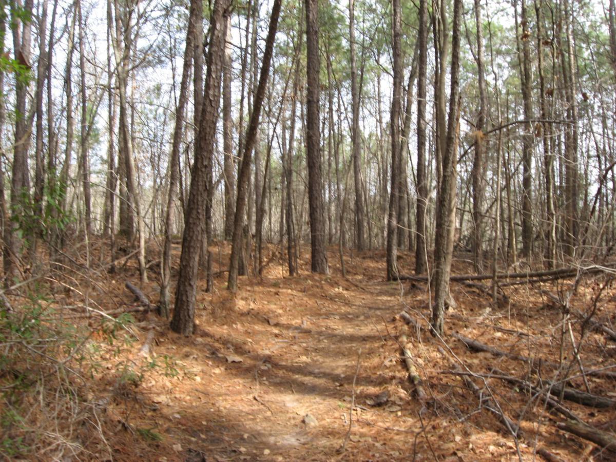 A narrow dirt path winding through a forest of tall, bare trees with scattered pine needles and fallen branches on the ground. The scene captures a tranquil, natural environment with a mix of greenery and dry foliage. Chicopee Woods mountain bike trail.