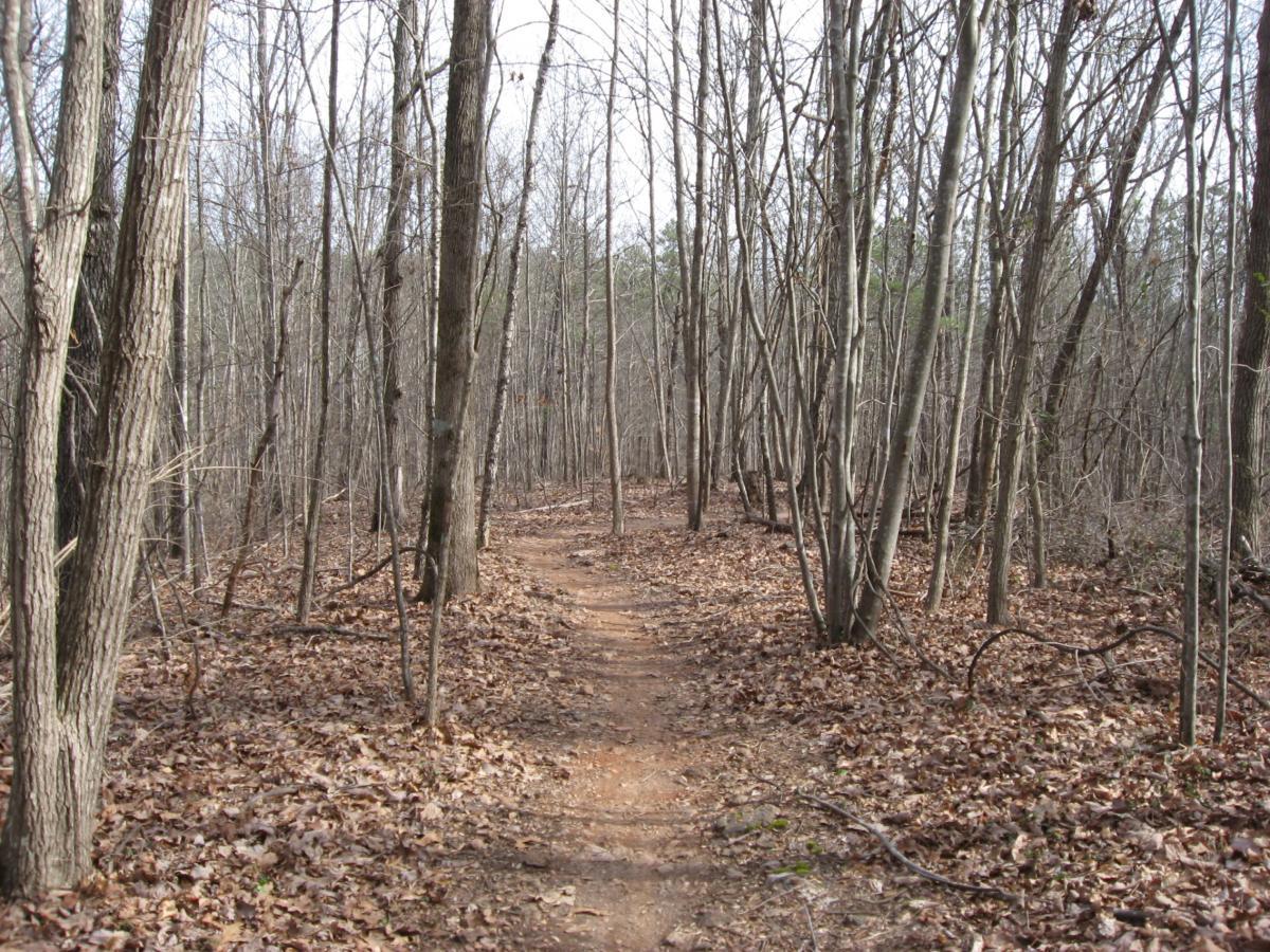 A serene forest pathway meandering through a landscape of bare trees and fallen leaves, with a soft dirt trail guiding the way through the tranquil woods. Chicopee Woods mountain bike trail.