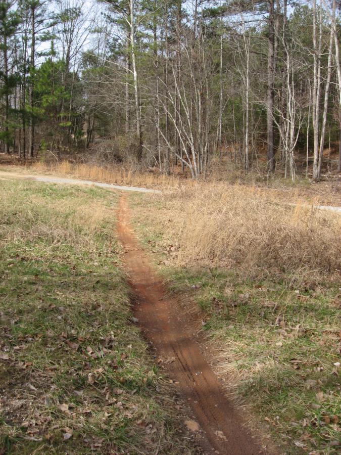A narrow dirt path winding through a grassy area, leading into a forested landscape with sparse trees and dry grass. The background features a mix of tall pines and bare trees, under a clear sky. Chicopee Woods mountain bike trail.