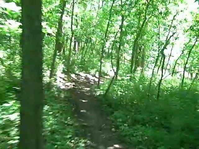 A sunny forest trail winding through lush green trees, with dappled sunlight filtering through the leaves. The path is surrounded by dense foliage and the ground is covered in soft earth and small plants. Shawnee Mission Park mountain bike trail.