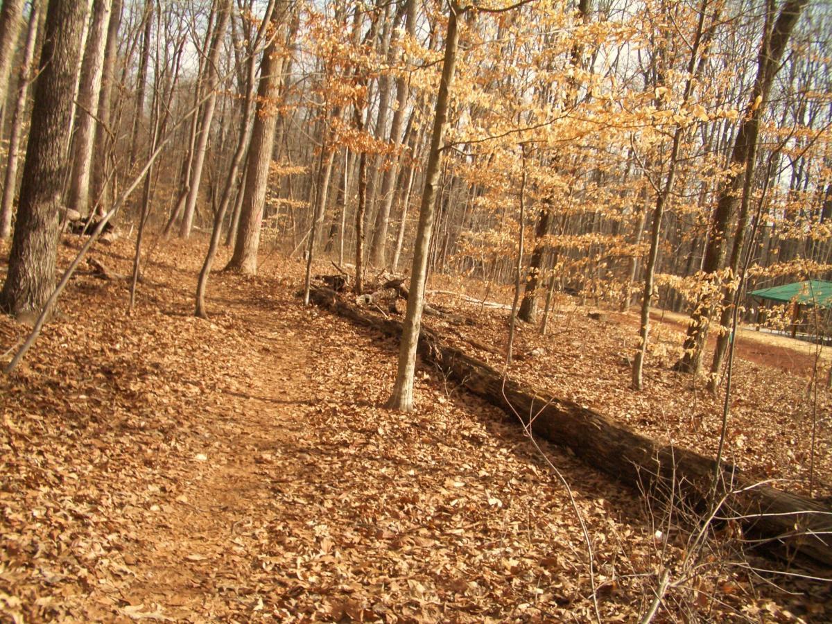 A winding dirt path through a forest covered in fallen leaves, with tall trees showcasing their bare branches and some remaining golden foliage. The scene conveys a tranquil, autumnal atmosphere, inviting exploration of the natural surroundings. Tanglewood Park mountain bike trail.