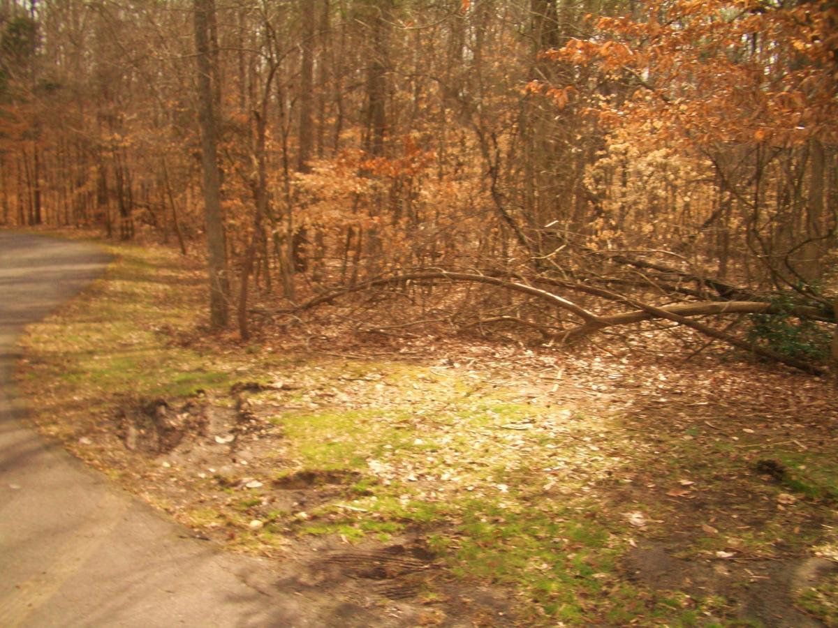 A winding path next to a forest during the fall season, featuring bare trees with scattered orange and brown leaves. A fallen branch lays on the ground near the edge of the path, where patches of grass and dirt are visible. Tanglewood Park mountain bike trail.