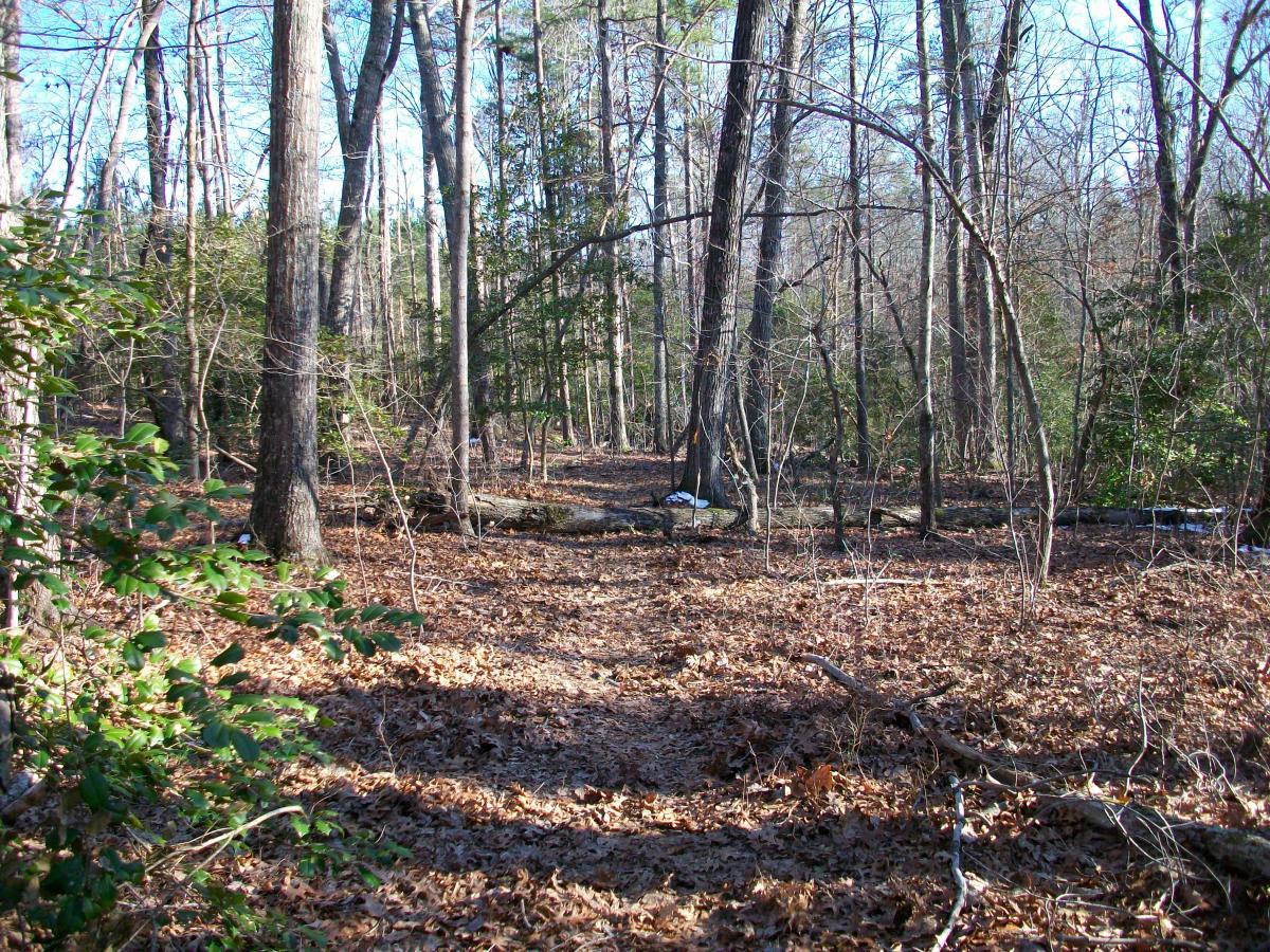 A wooded area featuring tall trees and a carpet of fallen leaves, with a clear blue sky visible through the branches. The path is partially obscured by leaf litter, scattered branches, and shrubs, creating a serene natural environment. Governor's Creek mountain bike trail.