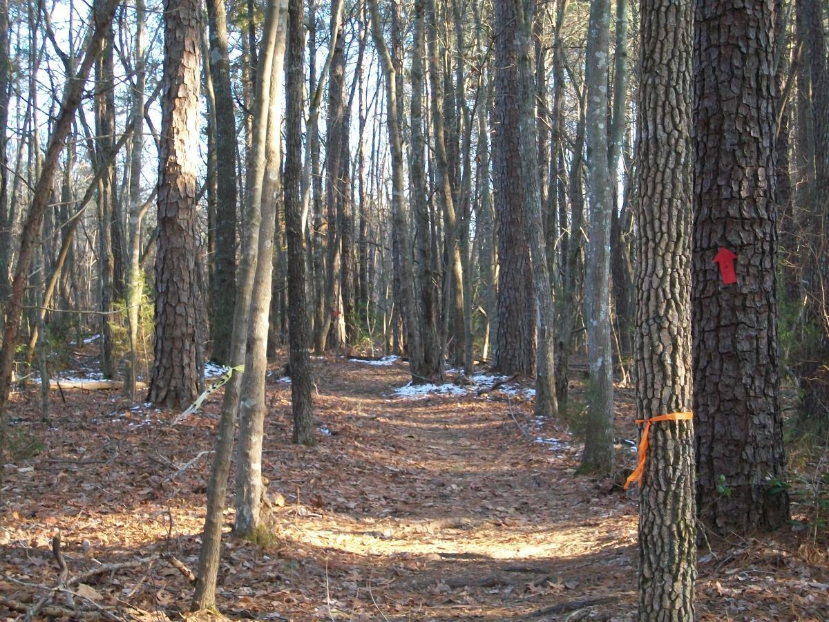 A winding trail through a forest, lined by tall trees with rough bark. The ground is covered in fallen leaves and patches of snow, and there are orange and red markers on some of the trees indicating the path. Soft sunlight filters through the branches, casting gentle shadows on the trail. Governor's Creek mountain bike trail.