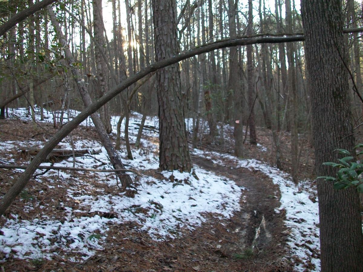 A winding trail through a wooded area, featuring a mix of dirt and patches of snow. Tall trees with rough bark flank the path, with fallen branches and pine needles scattered on the ground. The scene is tranquil, suggesting a peaceful outdoor environment. Governor's Creek mountain bike trail.