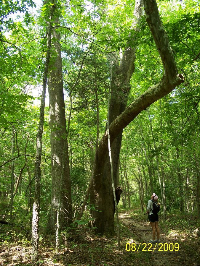 A woman wearing a light-colored headband and backpack stands on a dirt path in a lush green forest, surrounded by tall trees and dense foliage. The sunlight filters through the leaves, creating a bright and inviting atmosphere. Rock Bridge Memorial State Park mountain bike trail.
