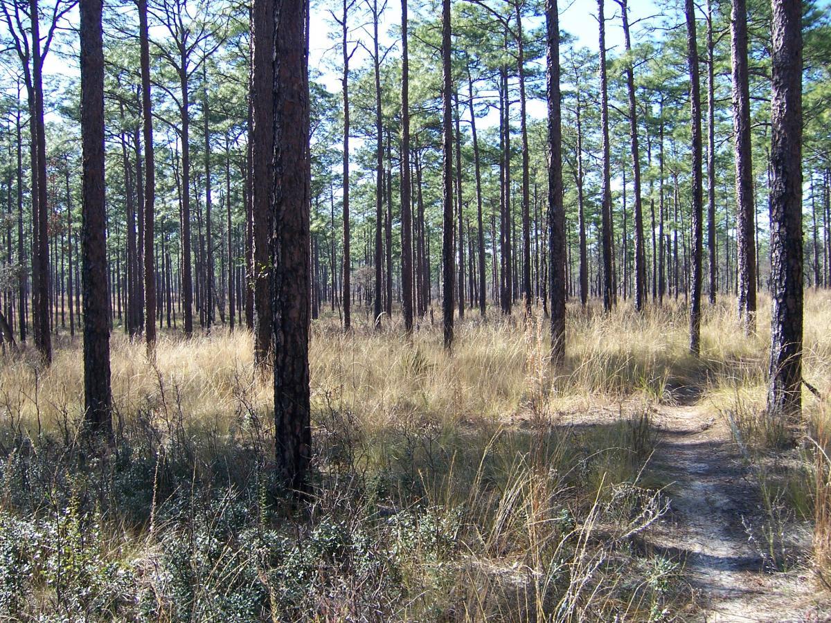 A serene forest scene featuring tall pine trees in a sunny environment, with a path winding through grassy undergrowth. The trees are densely packed, creating a peaceful, natural setting. Paisley Woods Trail mountain bike trail.