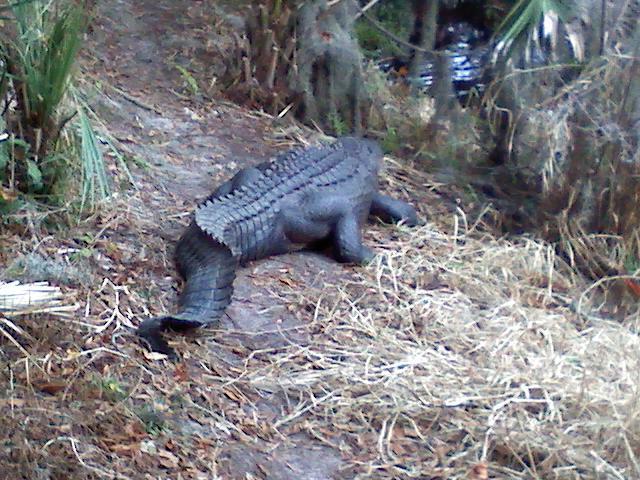 A large crocodile crawling along a dirt path beside a waterway, surrounded by lush vegetation and dry grass. The crocodile's textured back is prominently visible as it moves away from the camera. Loyce E. Harpe Park mountain bike trail.