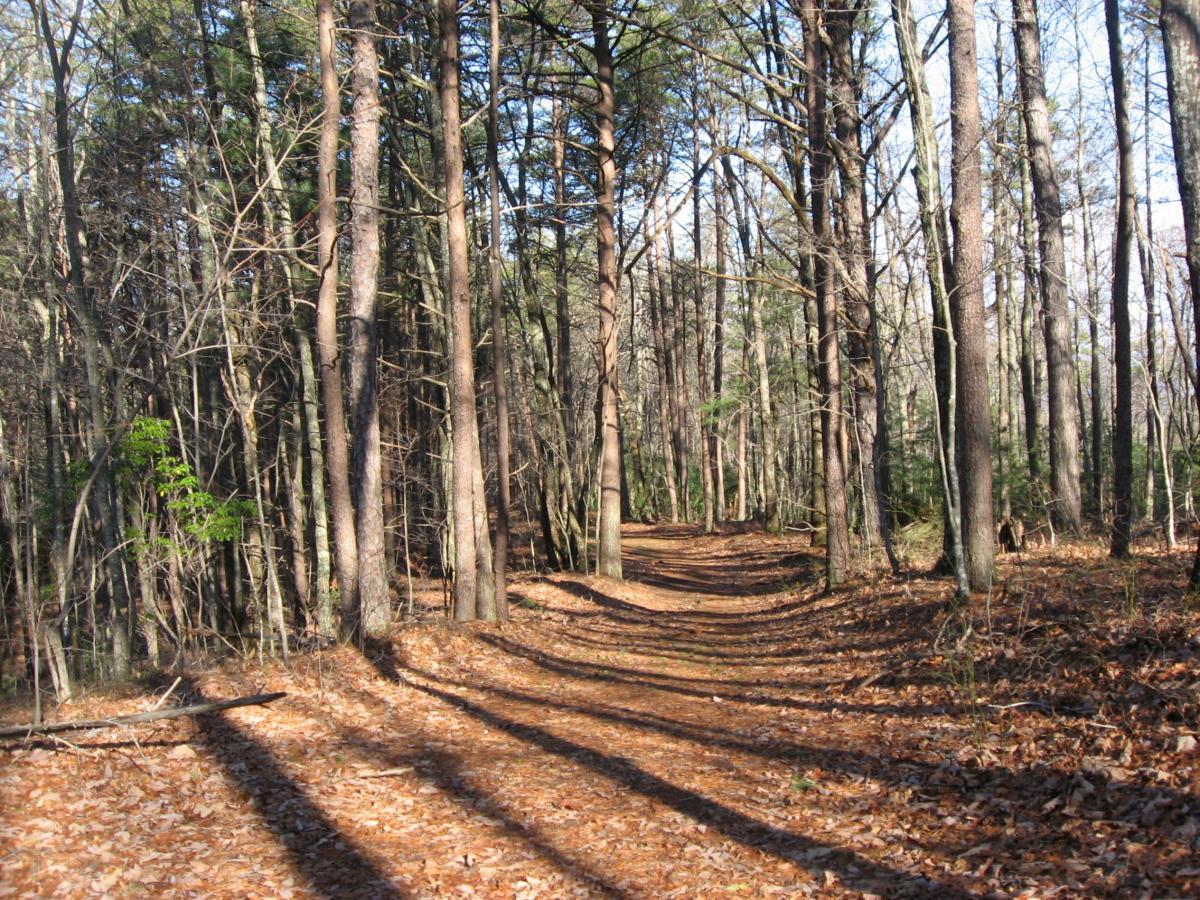 A tranquil forest path winding through tall trees, with sunlight filtering through the branches, and a carpet of autumn leaves covering the ground. Turner Creek Trail mountain bike trail.