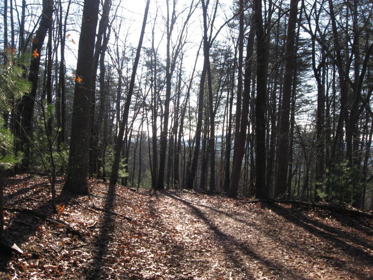 A tranquil forest scene featuring tall, bare trees with thin branches reaching toward a clear sky. The ground is covered with fallen leaves, and dappled sunlight creates long shadows across a dirt path winding through the woods. Small evergreen plants are visible among the trees, adding a touch of greenery to the landscape. Turner Creek Trail mountain bike trail.