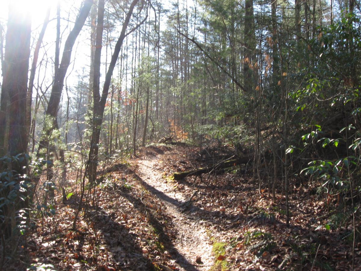 A sunlit trail winding through a wooded area, surrounded by tall trees and scattered fallen leaves, with sunlight filtering through the branches. Turner Creek Trail mountain bike trail.