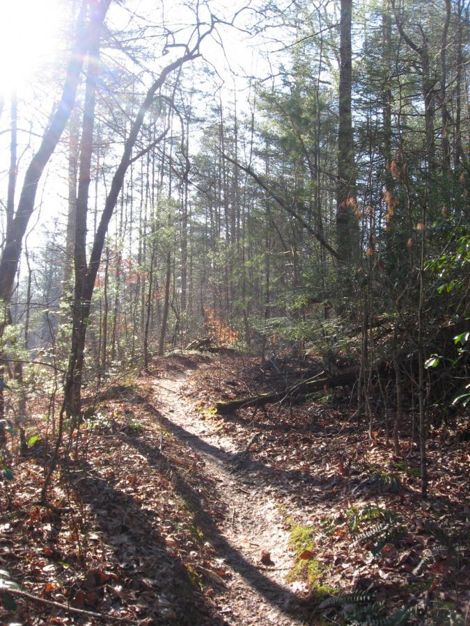 A sunlit forest path winding through trees with scattered leaves on the ground, creating a serene and natural setting. Turner Creek Trail mountain bike trail.