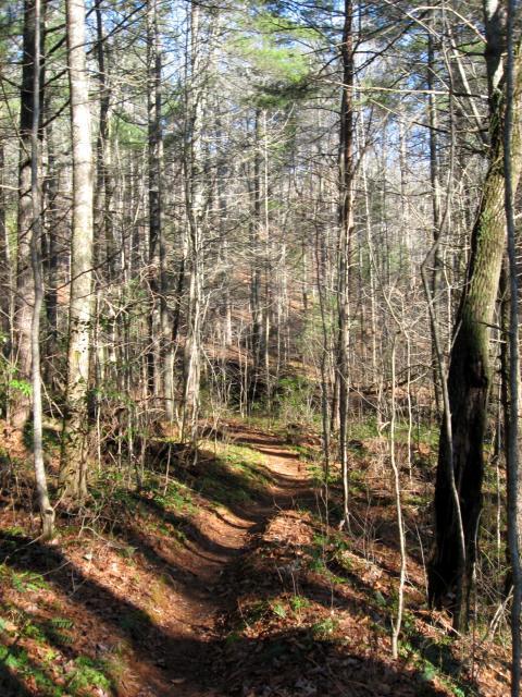 Pathway through a dense forest with tall trees, surrounded by fallen leaves and green underbrush, under a clear blue sky. Turner Creek Trail mountain bike trail.