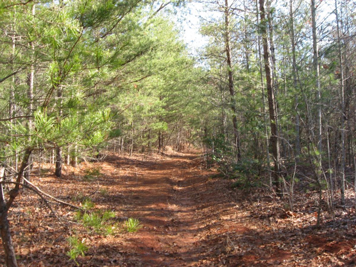 A serene forest trail winding through tall pine trees, with a reddish-brown dirt path covered in fallen leaves. The scene is illuminated by gentle sunlight filtering through the branches, creating a peaceful natural atmosphere. Jake Mountain Trails mountain bike trail.