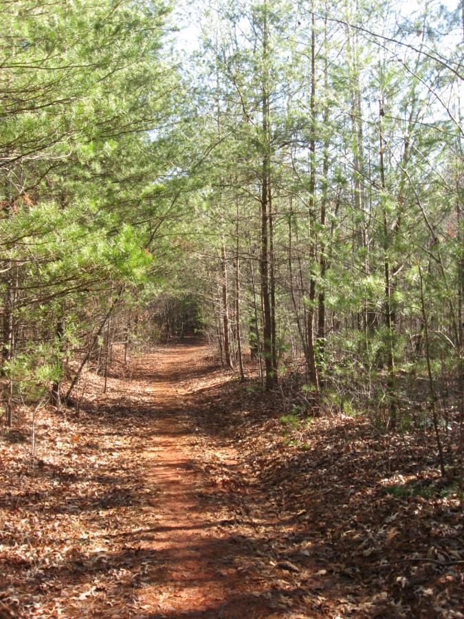 A well-worn dirt trail winding through a forest of tall pine trees, with scattered fallen leaves along the path. Sunlight filters through the branches, illuminating the serene and natural landscape. Jake Mountain Trails mountain bike trail.