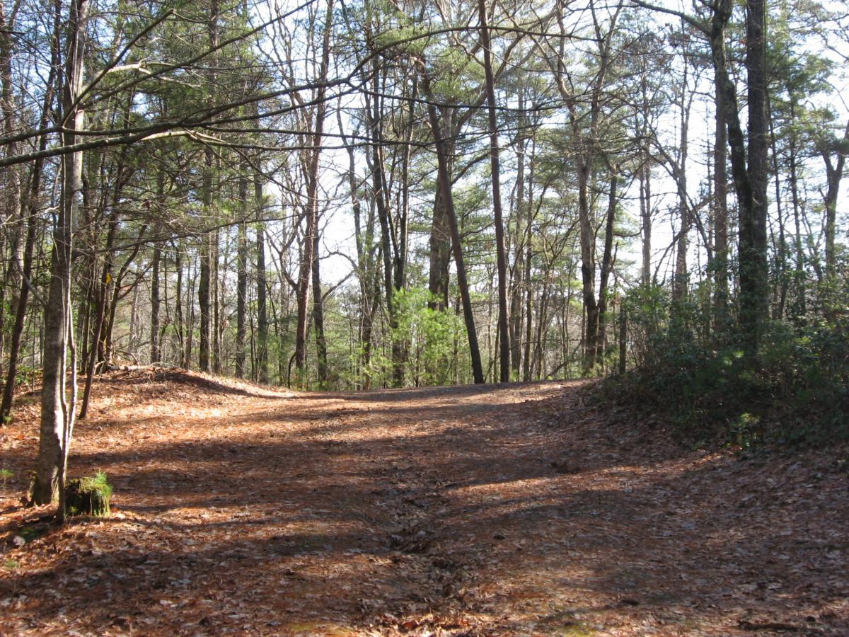 A winding dirt path surrounded by tall trees, with sunlight filtering through the branches. The ground is covered in dry leaves, indicating a natural, wooded area. Turner Creek Trail mountain bike trail.