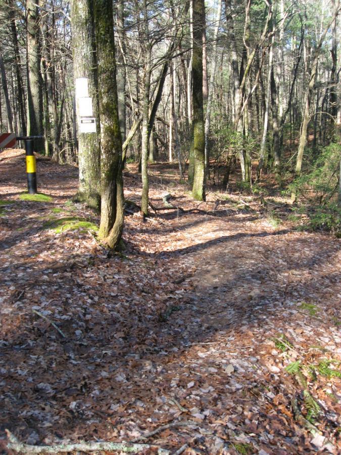 A wooded trail winding through a forest, with a clearing covered in fallen leaves. There is a trail marker visible on a tree, and the area is illuminated by sunlight filtering through the branches. The ground is mostly bare soil with scattered leaves, creating a natural pathway. Turner Creek Trail mountain bike trail.