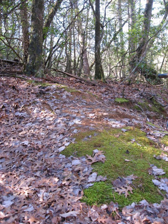 A forest scene featuring a rocky ground covered with moss and scattered with dry leaves, surrounded by trees and dense foliage. The lighting is natural, suggesting it is daytime. Turner Creek Trail mountain bike trail.