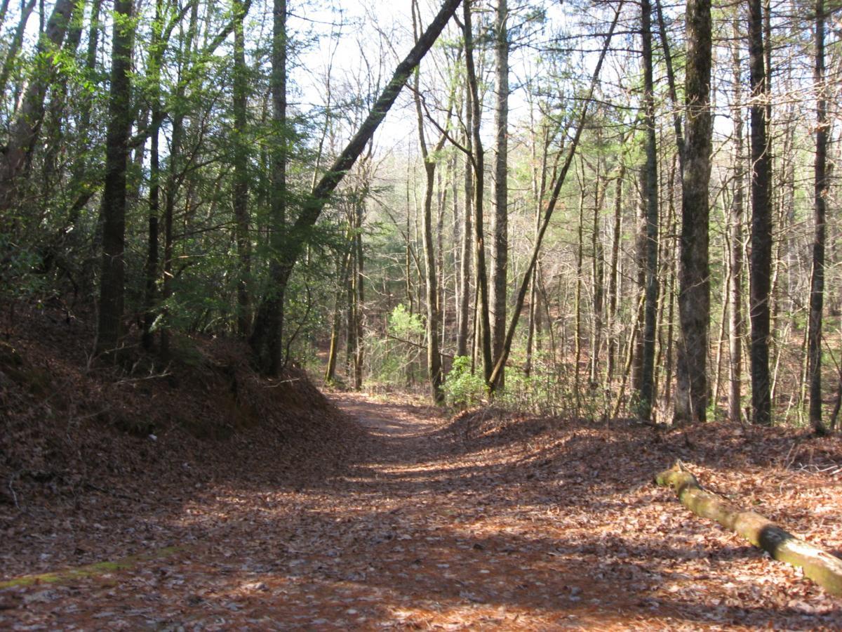 A winding forest path surrounded by tall trees, with a carpet of fallen leaves on the ground. Sunlight filters through the branches, illuminating the greenery along the trail. Turner Creek Trail mountain bike trail.