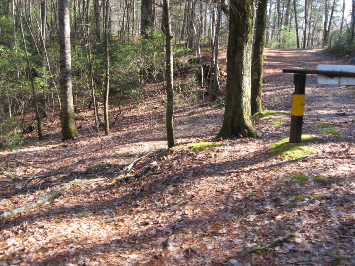 A wooded area with a dirt path winding through it, covered in fallen leaves. On the left side, there is a dark post with a yellow stripe that marks a roadside boundary. Tall trees surround the path, and sunlight filters through the leaves, creating a serene natural scene. Turner Creek Trail mountain bike trail.