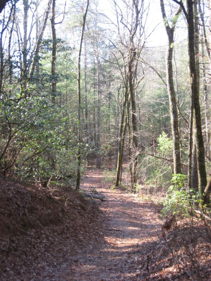 A winding dirt trail through a forest, surrounded by tall trees with sparse leaves and green underbrush. Sunlight filters through the branches, illuminating the pathway covered in fallen leaves. The scene conveys a sense of tranquility and natural beauty. Turner Creek Trail mountain bike trail.