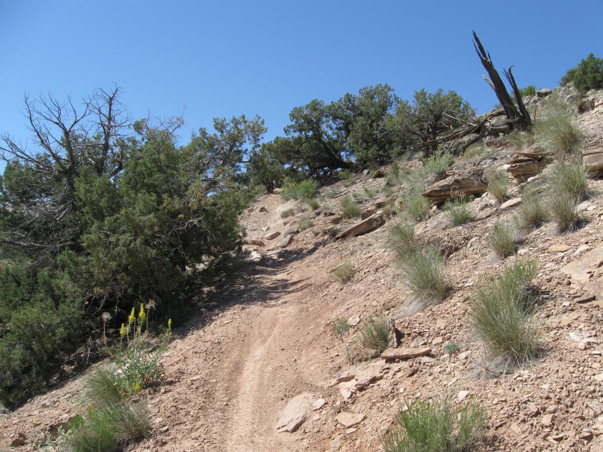 A rugged hiking trail winding upward through a dry, rocky landscape, bordered by sparse bushes and grass, with a clear blue sky overhead. Trail #8 mountain bike trail.