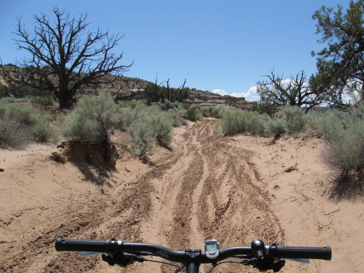 A view of a sandy dirt path winding through a desert landscape, with sparse vegetation and dry trees visible on either side. The handlebars of a bicycle are shown in the foreground, suggesting a biking perspective. The sky is clear and bright blue, indicating a sunny day. Trail #8 mountain bike trail.