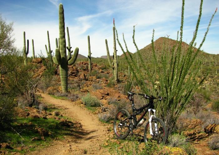 Alt text: A black and white mountain bike leaning against a rocky trail surrounded by tall cacti and desert vegetation under a blue sky. Mountains are visible in the background. Sweetwater Preserve mountain bike trail.