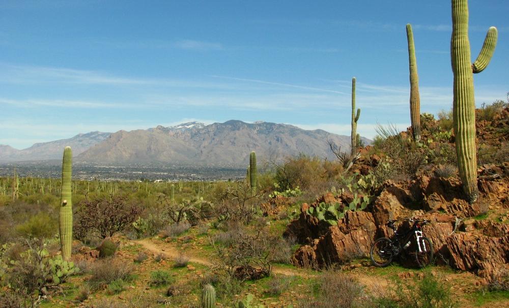 A desert landscape featuring tall saguaro cacti, rocky terrain, and distant mountains under a clear blue sky. In the foreground, a mountain bike is leaned against a rock. Sweetwater Preserve mountain bike trail.