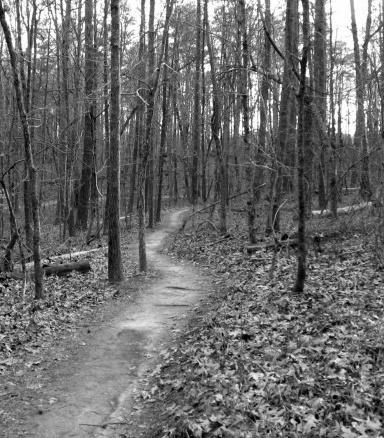 A winding path through a dense forest with tall trees, surrounded by fallen leaves and branches. The image is in black and white, emphasizing the serene and quiet atmosphere of the woodland setting. Gainesville College mountain bike trail.