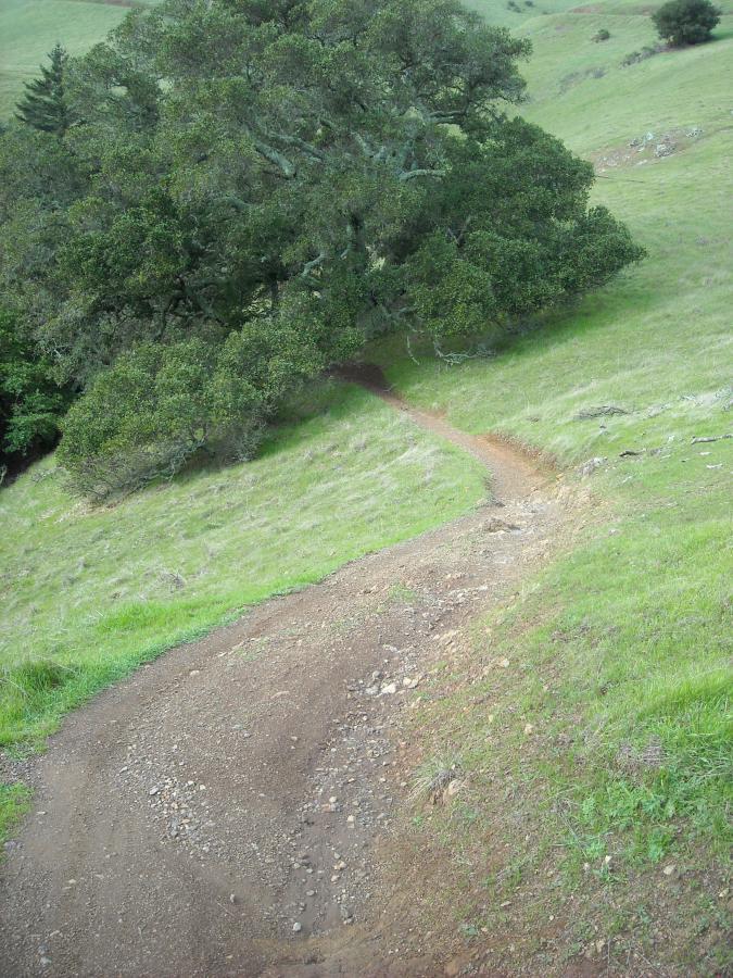 A winding dirt path leads down a grassy hillside, bordered by lush green vegetation and a large tree. The scene depicts a tranquil, natural landscape with rolling hills and a serene atmosphere. Camp Tamarancho mountain bike trail.