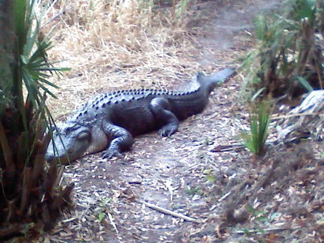 A large crocodile resting on a dirt path surrounded by tall grasses and low shrubs. The crocodile has a textured, scaly body with distinct ridges along its back. Loyce E. Harpe Park mountain bike trail.