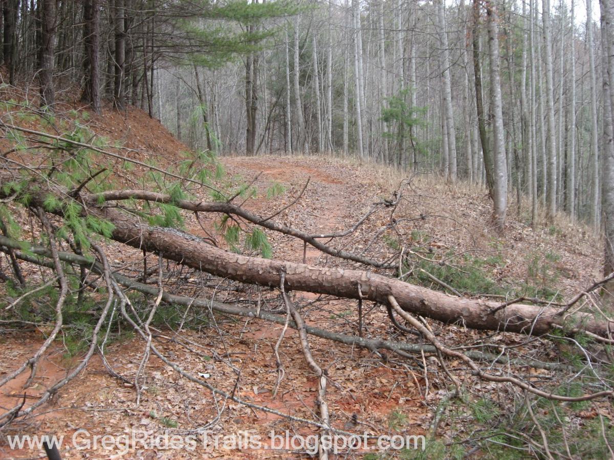 A fallen tree branch obstructs a dirt path through a forest, surrounded by tall, bare trees and patches of greenery. The trail is lined with brown leaves, suggesting a recently disturbed area in a natural setting. Bull / Jake Mountain mountain bike trail.