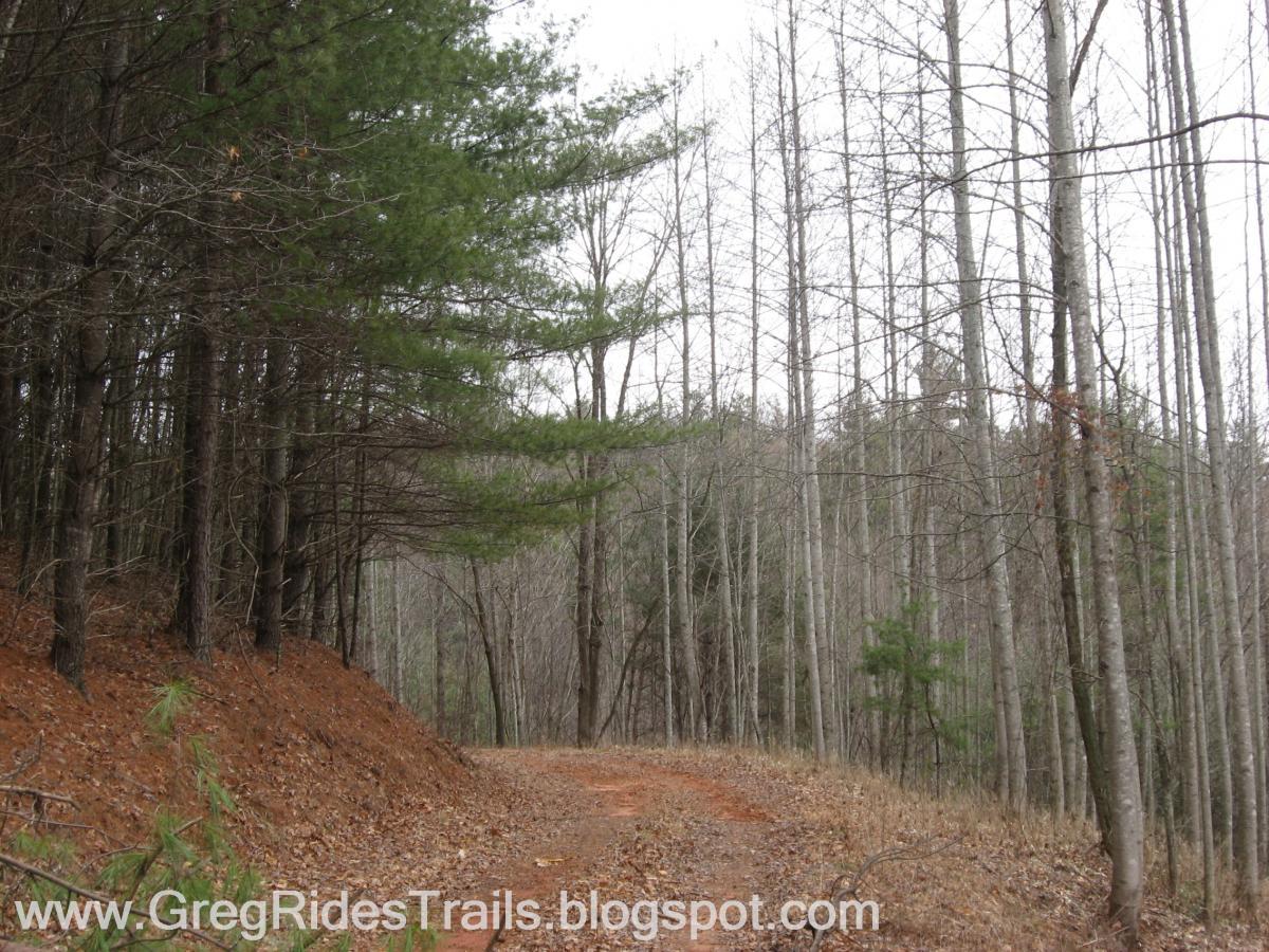 A dirt trail winding through a forest with tall, bare trees and some evergreen pines on the left side. The ground is covered in brown leaves, and the setting appears tranquil on an overcast day. Bull / Jake Mountain mountain bike trail.