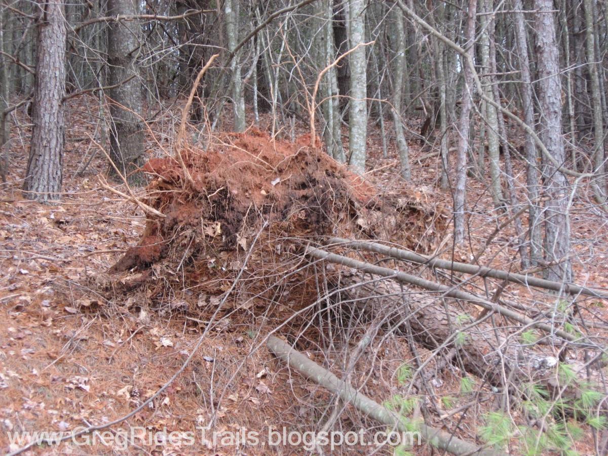 A large uprooted tree with exposed roots, surrounded by fallen leaves and scattered branches in a forested area. The background features tall, slender trees with a mix of bare branches and foliage. Bull / Jake Mountain mountain bike trail.
