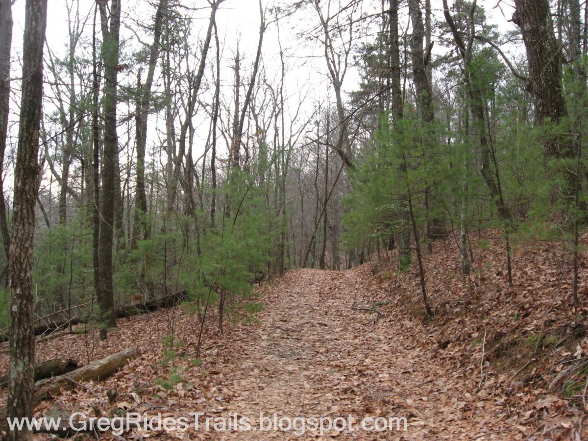 A dirt trail winding through a wooded area, flanked by tall trees and small evergreen bushes, with a layer of fallen leaves covering the ground. The scene is set in a serene, natural environment, suggesting an inviting pathway for hiking or walking. The light is muted, indicating a cloudy day. Bull / Jake Mountain mountain bike trail.